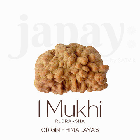 Original Certified One Mukhi Rudraksha bead in brown color placed on a red cloth for spiritual and meditative use. India’s Largest Pooja Accessories Brand - www.satvikworld.com