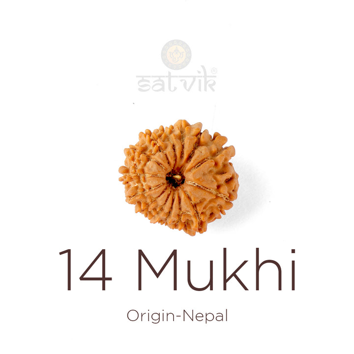 14 Mukhi Rudraksha bead natural Nepali fourteen face Rudraksha. India’s Premium Rudraksha Beads Brand - www.satvikworld.com