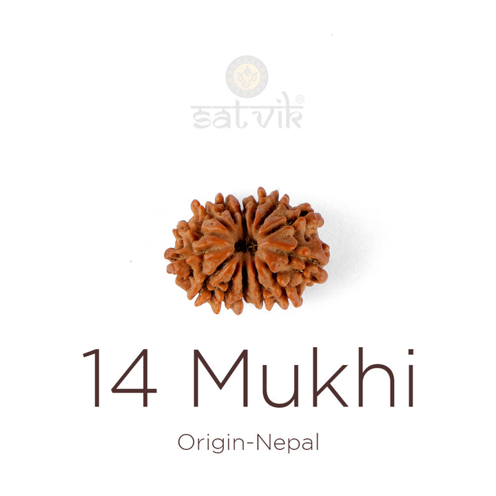 14 Mukhi Rudraksha bead natural Nepali fourteen face Rudraksha. India’s Premium Rudraksha Beads Brand - www.satvikworld.com