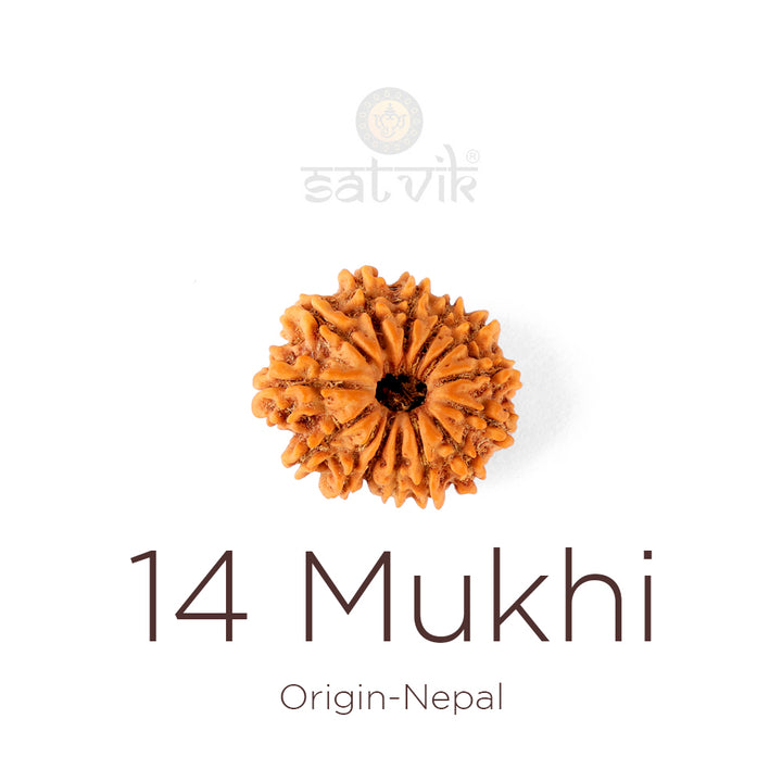 14 Mukhi Rudraksha bead natural Nepali fourteen face Rudraksha. India’s Premium Rudraksha Beads Brand - www.satvikworld.com