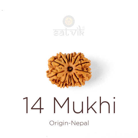 14 Mukhi Rudraksha bead natural Nepali fourteen face Rudraksha. India’s Premium Rudraksha Beads Brand - www.satvikworld.com