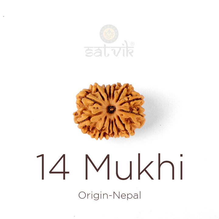 14 Mukhi Rudraksha bead natural Nepali fourteen face Rudraksha. India’s Premium Rudraksha Beads Brand - www.satvikworld.com