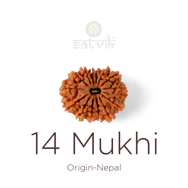 14 Mukhi Rudraksha bead natural Nepali fourteen face Rudraksha. India’s Premium Rudraksha Beads Brand - www.satvikworld.com