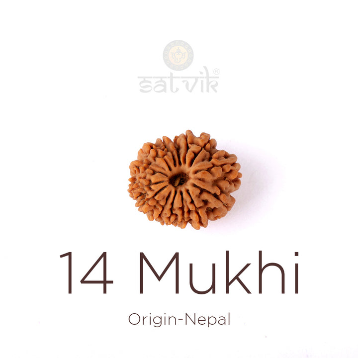 14 Mukhi Rudraksha bead natural Nepali fourteen face Rudraksha. India’s Premium Rudraksha Beads Brand - www.satvikworld.com