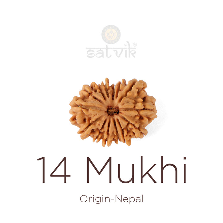 14 Mukhi Rudraksha bead natural Nepali fourteen face Rudraksha. India’s Premium Rudraksha Beads Brand - www.satvikworld.com