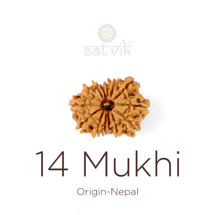 14 Mukhi Rudraksha bead natural Nepali fourteen face Rudraksha. India’s Premium Rudraksha Beads Brand - www.satvikworld.com