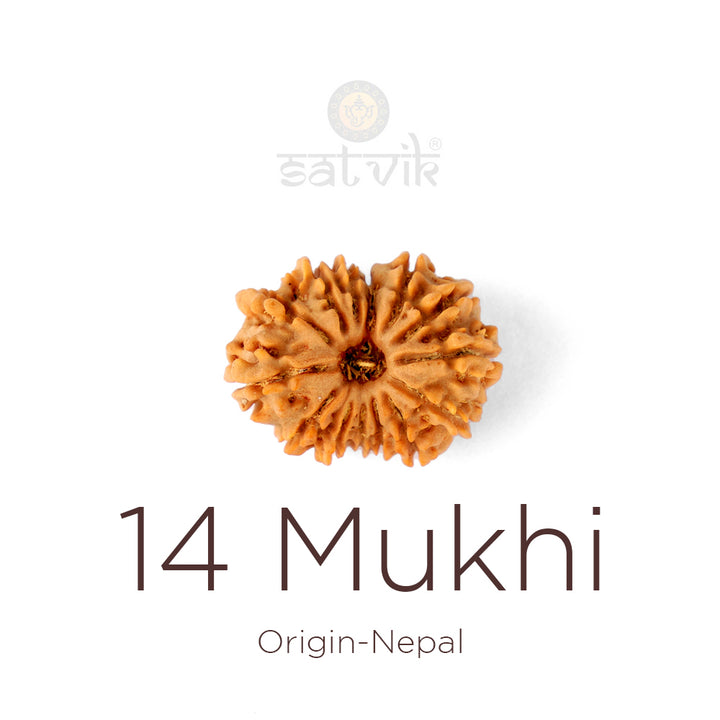 14 Mukhi Rudraksha bead natural Nepali fourteen face Rudraksha. India’s Premium Rudraksha Beads Brand - www.satvikworld.com