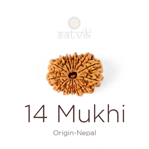 14 Mukhi Rudraksha bead natural Nepali fourteen face Rudraksha. India’s Premium Rudraksha Beads Brand - www.satvikworld.com