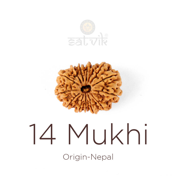 14 Mukhi Rudraksha bead natural Nepali fourteen face Rudraksha. India’s Premium Rudraksha Beads Brand - www.satvikworld.com