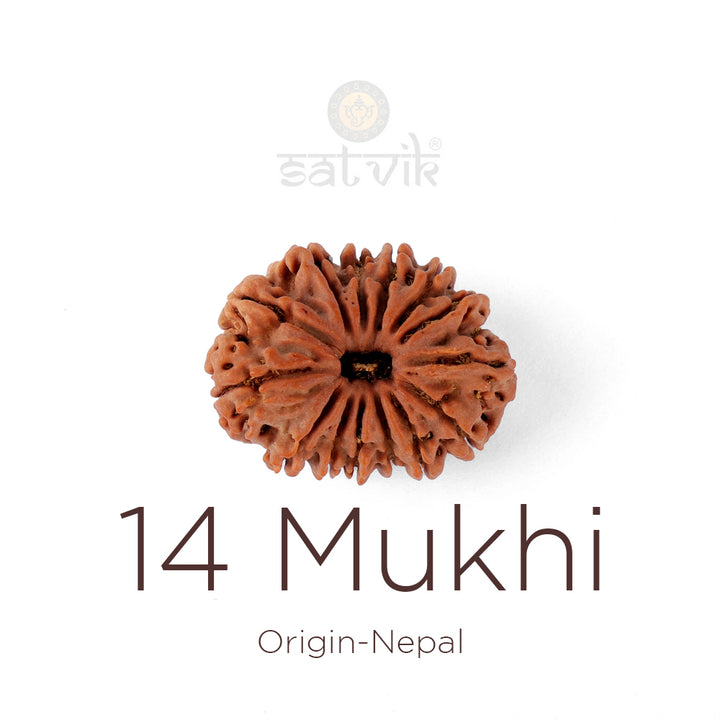 14 Mukhi Rudraksha bead natural Nepali fourteen face Rudraksha. India’s Premium Rudraksha Beads Brand - www.satvikworld.com