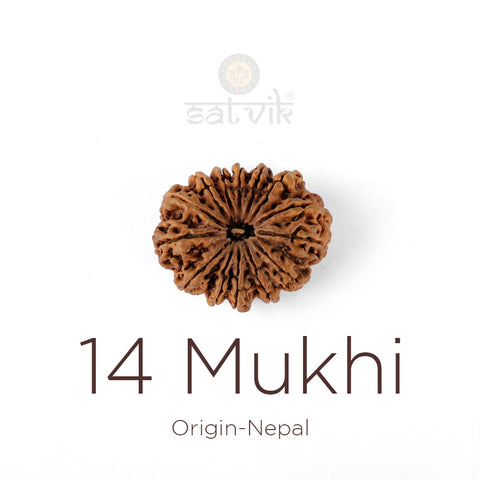 14 Mukhi Rudraksha bead natural Nepali fourteen face Rudraksha. India’s Premium Rudraksha Beads Brand - www.satvikworld.com