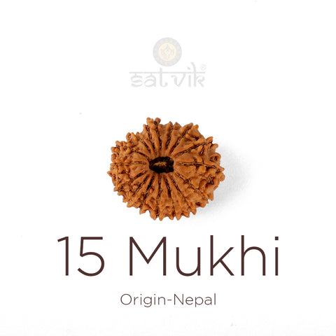 15 Mukhi Rudraksha bead natural Nepali fifteen face Rudraksha. India’s Premium Rudraksha Beads Brand - www.satvikworld.com