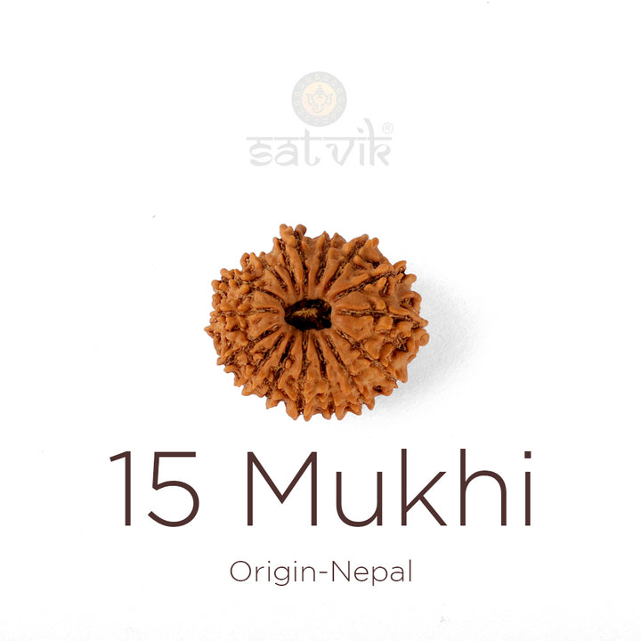 15 Mukhi Rudraksha bead natural Nepali fifteen face Rudraksha. India’s Premium Rudraksha Beads Brand - www.satvikworld.com