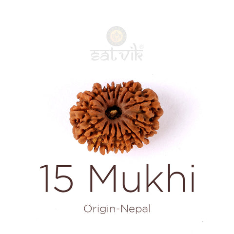 15 Mukhi Rudraksha bead natural Nepali fifteen face Rudraksha. India’s Premium Rudraksha Beads Brand - www.satvikworld.com