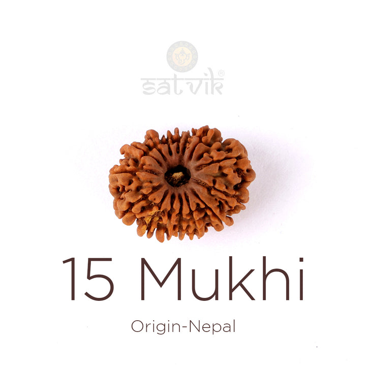 15 Mukhi Rudraksha bead natural Nepali fifteen face Rudraksha. India’s Premium Rudraksha Beads Brand - www.satvikworld.com