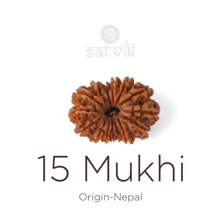 15 Mukhi Rudraksha bead natural Nepali fifteen face Rudraksha. India’s Premium Rudraksha Beads Brand - www.satvikworld.com