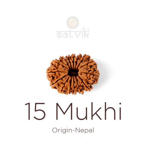 15 Mukhi Rudraksha bead natural Nepali fifteen face Rudraksha. India’s Premium Rudraksha Beads Brand - www.satvikworld.com
