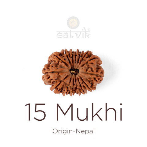 15 Mukhi Rudraksha bead natural Nepali fifteen face Rudraksha. India’s Premium Rudraksha Beads Brand - www.satvikworld.com