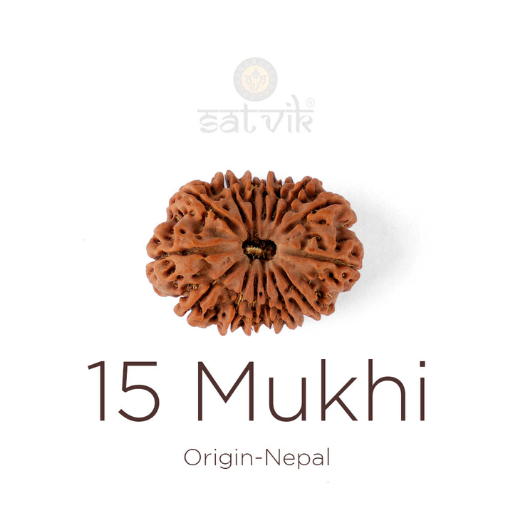 15 Mukhi Rudraksha bead natural Nepali fifteen face Rudraksha. India’s Premium Rudraksha Beads Brand - www.satvikworld.com