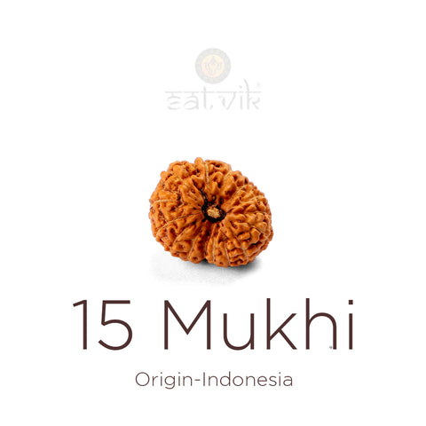 15 Mukhi Rudraksha bead natural Indo fifteen face Rudraksha. India’s Premium Rudraksha Beads Brand - www.satvikworld.com