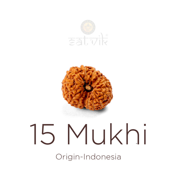 15 Mukhi Rudraksha bead natural Indo fifteen face Rudraksha. India’s Premium Rudraksha Beads Brand - www.satvikworld.com