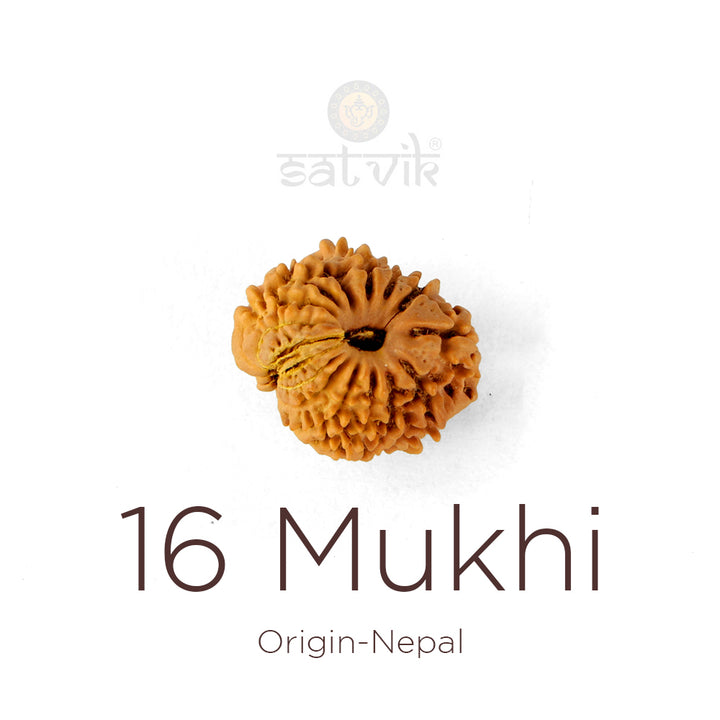16 Mukhi Rudraksha bead natural Nepali sixteen face Rudraksha. India’s Premium Rudraksha Beads Brand - www.satvikworld.com