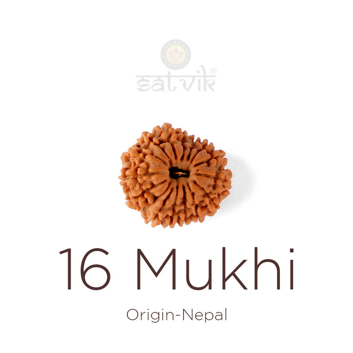 16 Mukhi Rudraksha bead natural Nepali sixteen face Rudraksha. India’s Premium Rudraksha Beads Brand - www.satvikworld.com