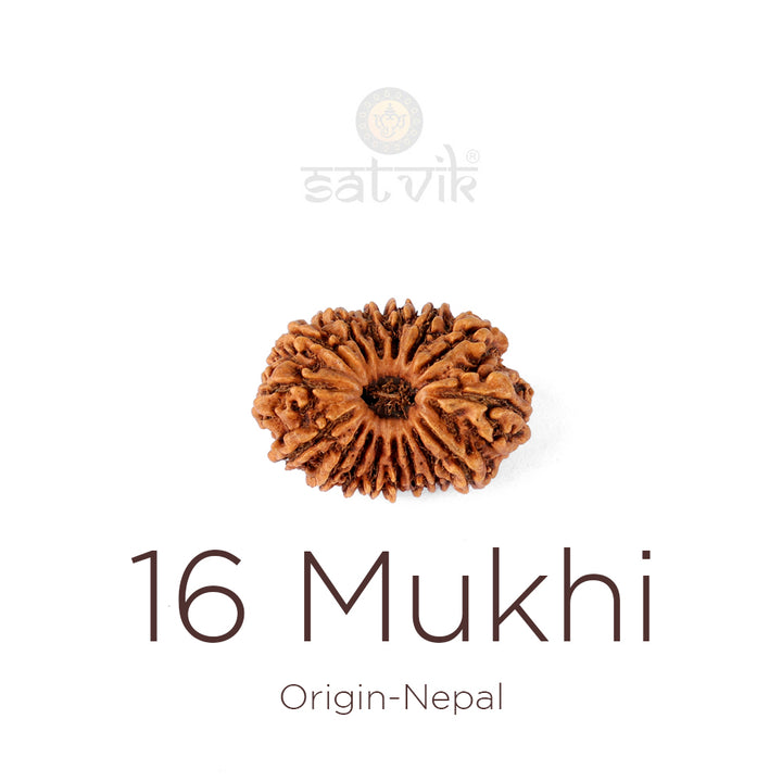 16 Mukhi Rudraksha bead natural Nepali sixteen face Rudraksha. India’s Premium Rudraksha Beads Brand - www.satvikworld.com