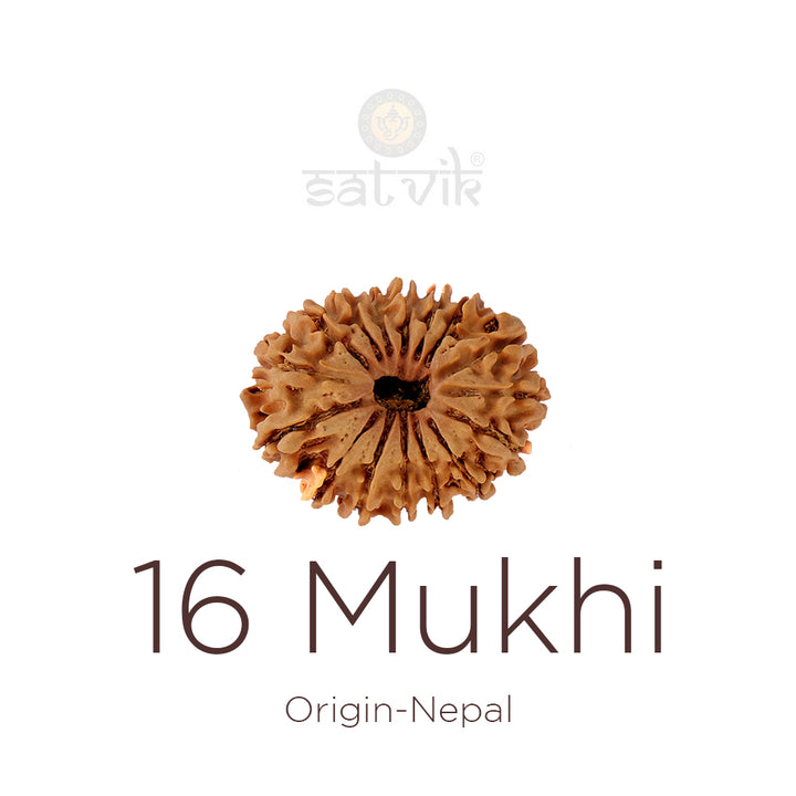16 Mukhi Rudraksha bead natural Nepali sixteen face Rudraksha. India’s Premium Rudraksha Beads Brand - www.satvikworld.com