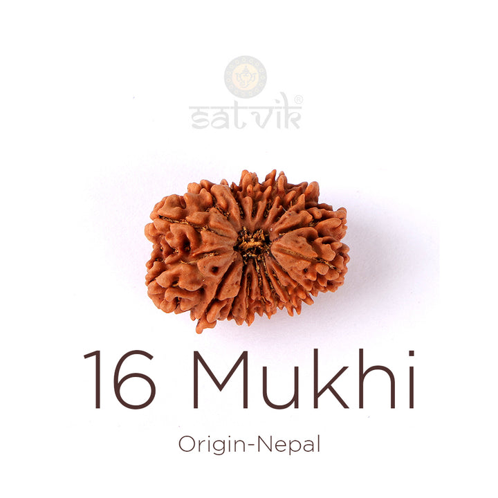 16 Mukhi Rudraksha bead natural Nepali sixteen face Rudraksha. India’s Premium Rudraksha Beads Brand - www.satvikworld.com