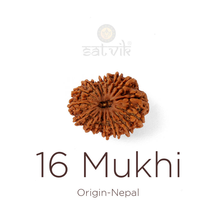 16 Mukhi Rudraksha bead natural Nepali sixteen face Rudraksha. India’s Premium Rudraksha Beads Brand - www.satvikworld.com