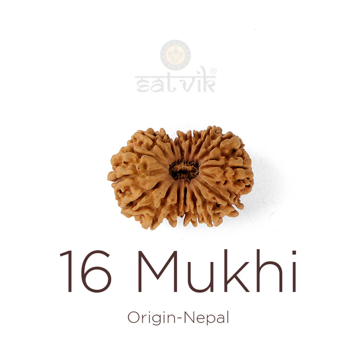 16 Mukhi Rudraksha bead natural Nepali sixteen face Rudraksha. India’s Premium Rudraksha Beads Brand - www.satvikworld.com