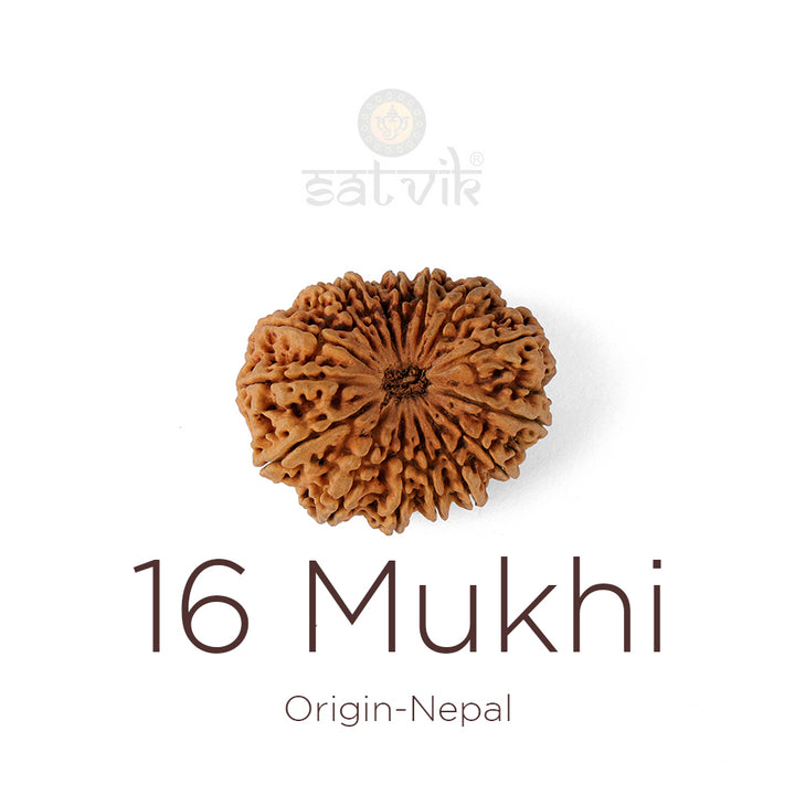 16 Mukhi Rudraksha bead natural Nepali sixteen face Rudraksha. India’s Premium Rudraksha Beads Brand - www.satvikworld.com