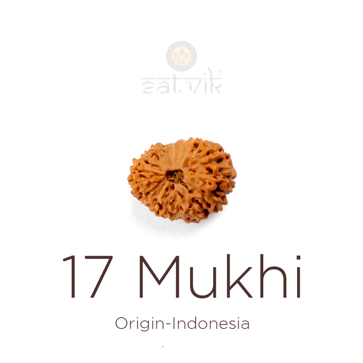 17 Mukhi Rudraksha bead natural Indo seventeen face Rudraksha. India’s Premium Rudraksha Beads Brand - www.satvikworld.com