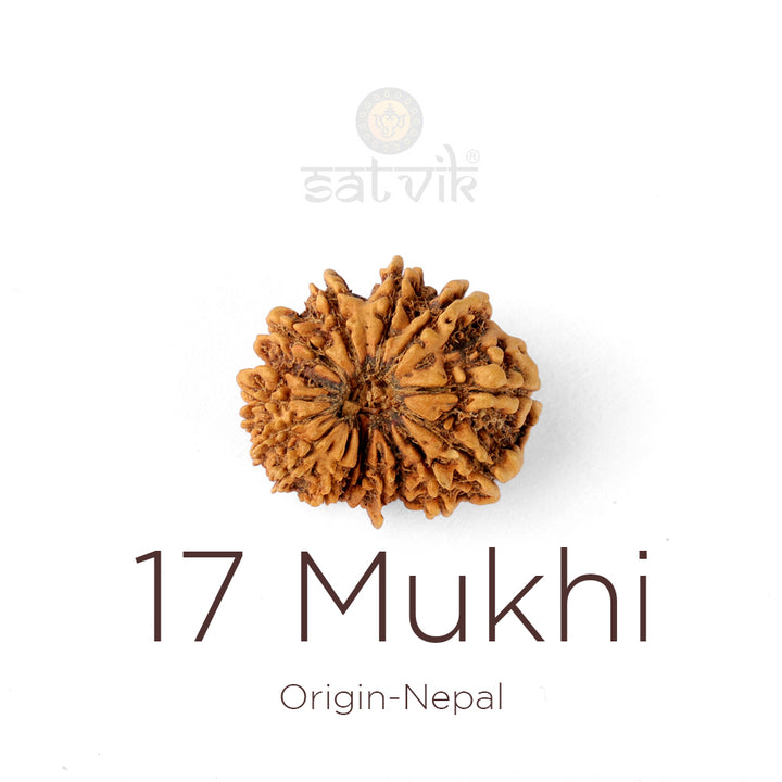 17 Mukhi Rudraksha bead natural Nepali seventeen face Rudraksha. India’s Premium Rudraksha Beads Brand - www.satvikworld.com