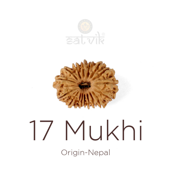 17 Mukhi Rudraksha bead natural Nepali seventeen face Rudraksha. India’s Premium Rudraksha Beads Brand - www.satvikworld.com
