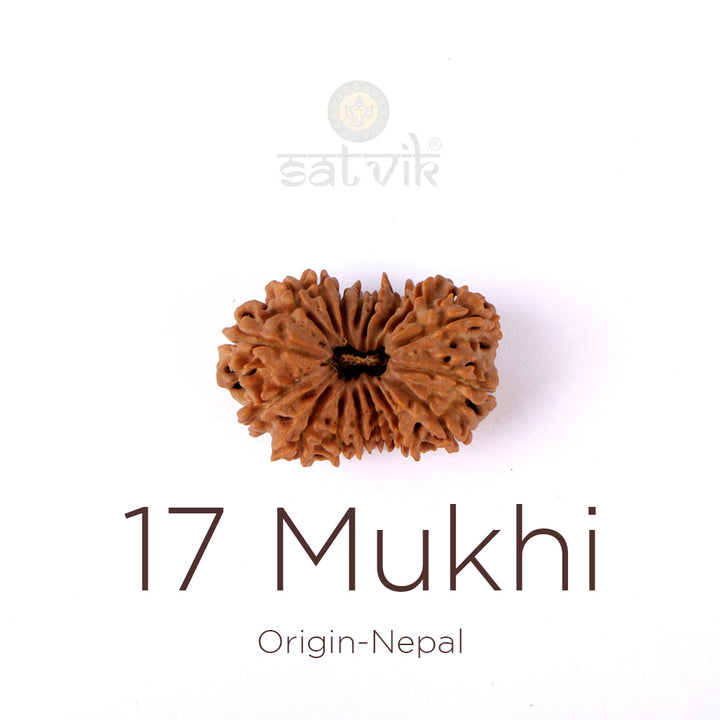 17 Mukhi Rudraksha bead natural Nepali seventeen face Rudraksha. India’s Premium Rudraksha Beads Brand - www.satvikworld.com