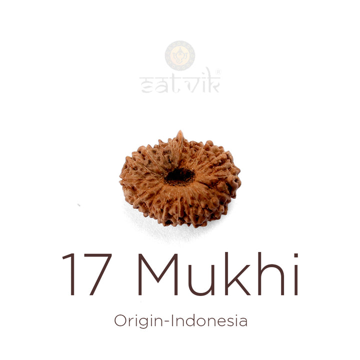 17 Mukhi Rudraksha bead natural Indo seventeen face Rudraksha. India’s Premium Rudraksha Beads Brand - www.satvikworld.com