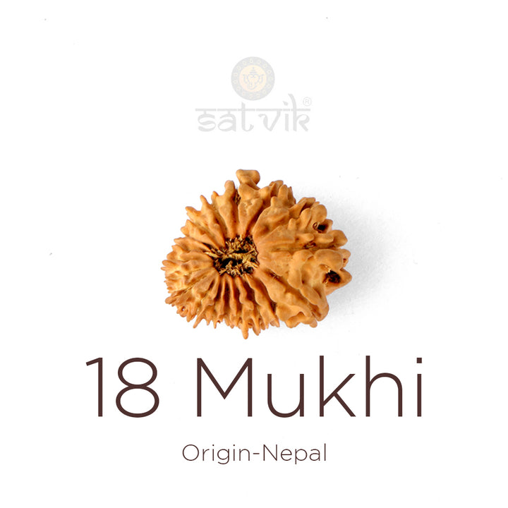 18 Mukhi Rudraksha bead natural Nepali eighteen face Rudraksha. India’s Premium Rudraksha Beads Brand - www.satvikworld.com