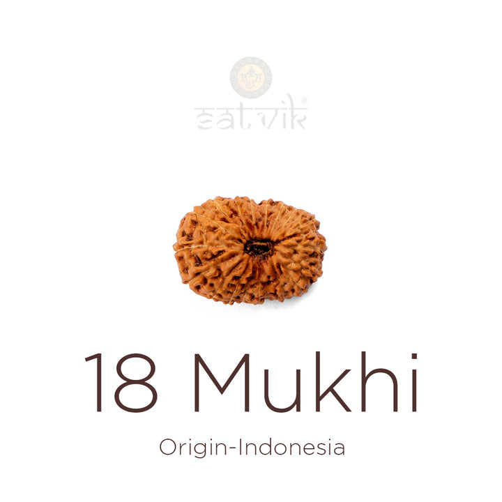 18 Mukhi Rudraksha bead natural Indo eighteen face Rudraksha. India’s Premium Rudraksha Beads Brand - www.satvikworld.com