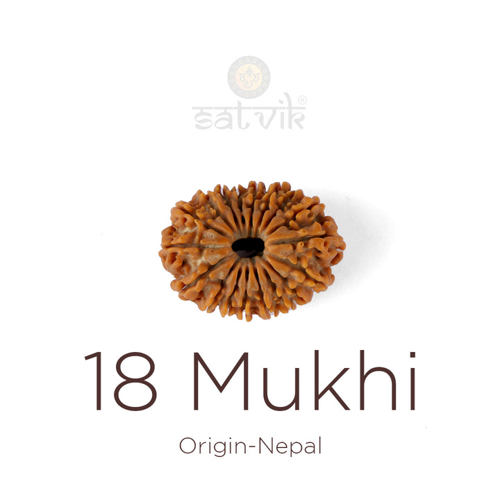 18 Mukhi Rudraksha bead natural Nepali eighteen face Rudraksha. India’s Premium Rudraksha Beads Brand - www.satvikworld.com