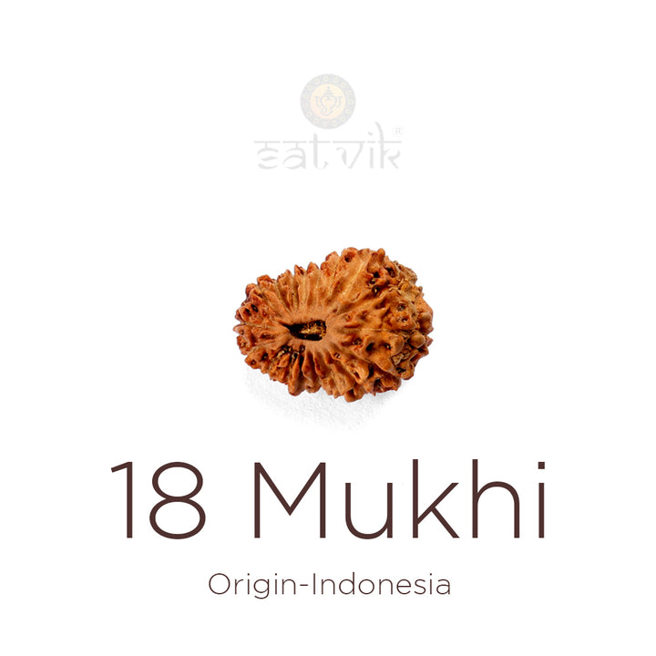 18 Mukhi Rudraksha bead natural Indo eighteen face Rudraksha. India’s Premium Rudraksha Beads Brand - www.satvikworld.com