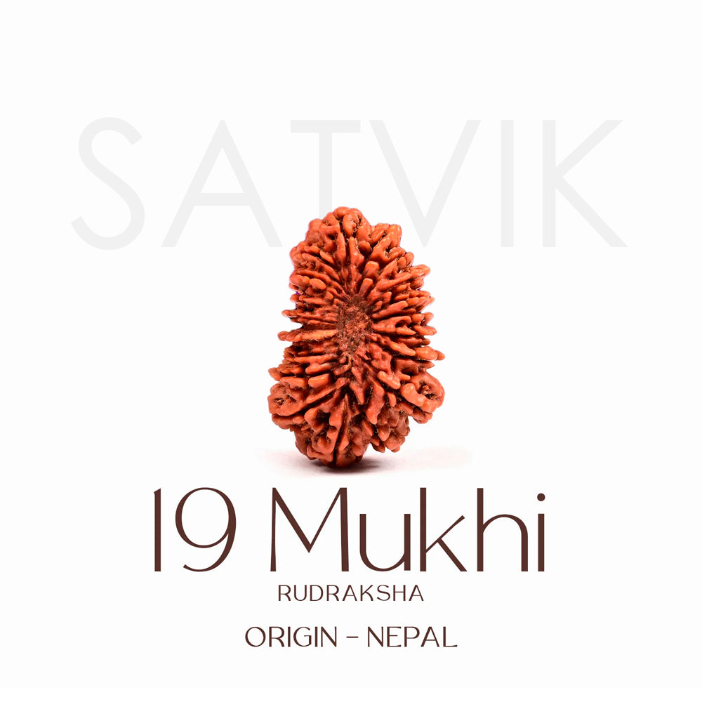 Certified 19 Mukhi Rudraksha Bead – Nepali origin sacred bead representing Lord Vishnu, ideal for attracting prosperity, protection, and spiritual growth. India’s Largest Brass Idols Brand - www.satvikworld.com