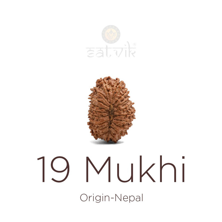 19 Mukhi Rudraksha bead natural Nepali nineteen face Rudraksha. India’s Premium Rudraksha Beads Brand - www.satvikworld.com