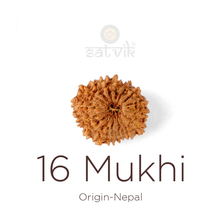 16 Mukhi Rudraksha bead natural Nepali sixteen face Rudraksha. India’s Premium Rudraksha Beads Brand - www.satvikworld.com