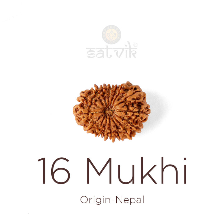 16 Mukhi Rudraksha bead natural Nepali sixteen face Rudraksha. India’s Premium Rudraksha Beads Brand - www.satvikworld.com