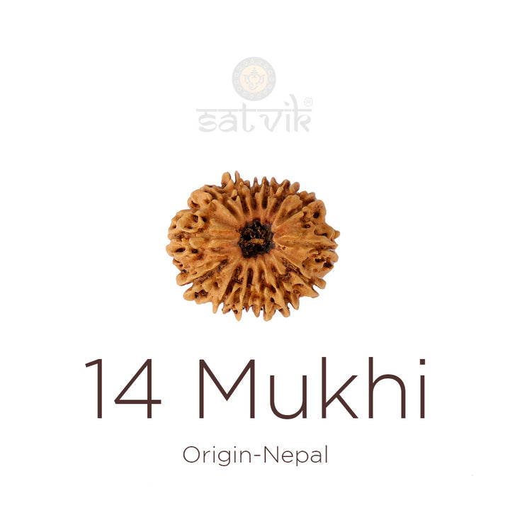 14 Mukhi Rudraksha bead natural Nepali fourteen face Rudraksha. India’s Premium Rudraksha Beads Brand - www.satvikworld.com