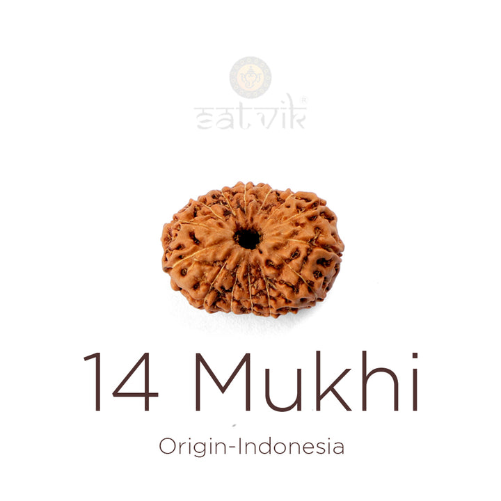 14 Mukhi Rudraksha bead natural Indo fourteen face Rudraksha. India’s Premium Rudraksha Beads Brand - www.satvikworld.com