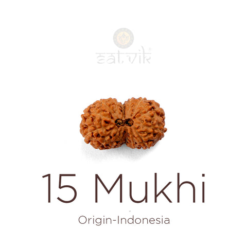 15 Mukhi Rudraksha bead natural Indo fifteen face Rudraksha. India’s Premium Rudraksha Beads Brand - www.satvikworld.com