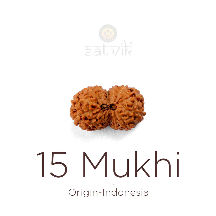 15 Mukhi Rudraksha bead natural Indo fifteen face Rudraksha. India’s Premium Rudraksha Beads Brand - www.satvikworld.com